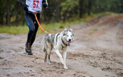 ¿Qué perros pueden practicar canicross?